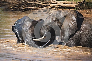 Two elephants playing in the water