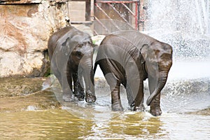 Two elephants playing in water