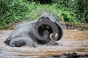 the two elephants playing water in the nature