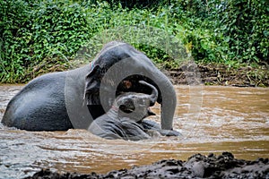the two elephants playing water in the nature