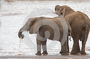 Two Elephants at the River