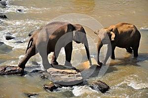 Two Elephants in a river, Sri Lanka