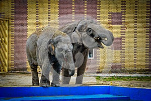 Two elephants in Rostov-on-Don city zoo