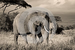 Two elephants in savanna in sepia