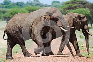 Two elephants in Savannah. Africa. Kenya. Tanzania. Serengeti. Maasai Mara.