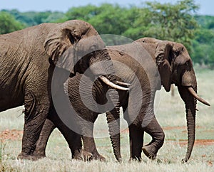 Two elephants in Savannah. Africa. Kenya. Tanzania. Serengeti. Maasai Mara.