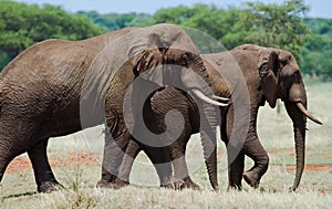 Two elephants in Savannah. Africa. Kenya. Tanzania. Serengeti. Maasai Mara.