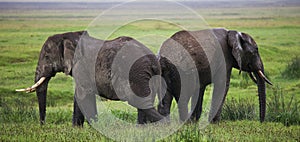 Two elephants in Savannah. Africa. Kenya. Tanzania. Serengeti. Maasai Mara.