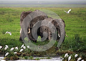 Two elephants in Savannah. Africa. Kenya. Tanzania. Serengeti. Maasai Mara.