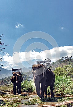 Two elephants with seats for passengers against the backdrop of mountains