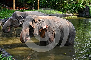 Two Elephants standing in a River submerge half of their body in water