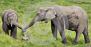 Two Elephants with Tied Trunks
