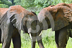 Two elephants trunk to trunk