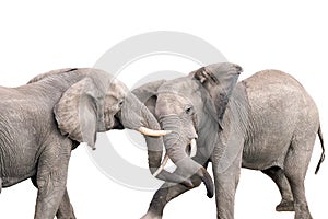 Two elephants in a tussle. Isolated on white