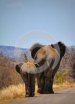 Two elephants walking away