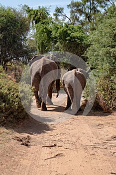 Two elephants walking away seen from behind