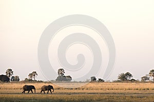 Two elephants walking through Okavango Delta.