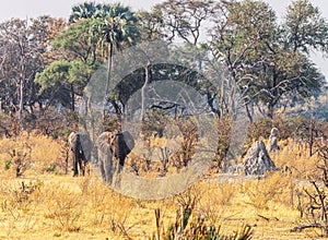 Two Elephants walking in the Okavango Delta, Botswana