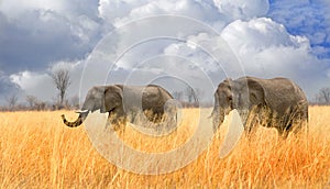 Two elephants walking through tall dried grass in Hwange National park with a cloudy sky backdrop