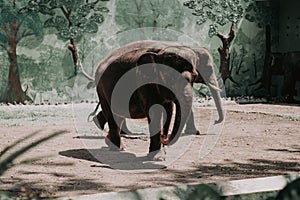 Two elephants walking in the zoo