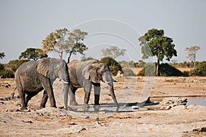 Two elephants at a waterhole.