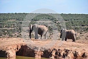 Two elephants at a waterhole drinking water on a sunny day in Addo Elephant Park in Colchester, South Africa