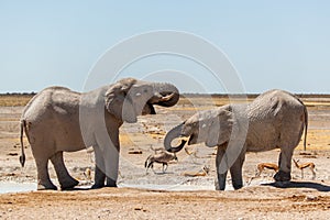 Two elephants at waterhole in Etosha