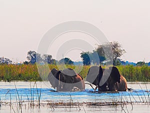 Two elephants in the Zambezi river.