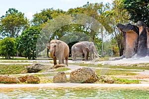 Two elephants in a zoo on warm sunny day