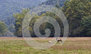 Two Elk in the Field