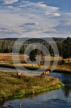 Two elk grazing by a river