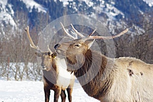 Two elk outside of Girdwood, Alaska, in the winter.