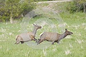 Two elk running in a grassy field