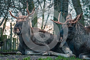 two elk sitting in front of trees with antlers on their heads