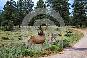 Two elk by cattle guard near Grand Canyon Arizona