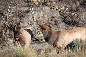 Two Elk in Yellowstone National Park