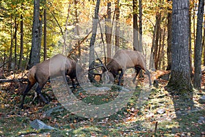 Two elks fighting