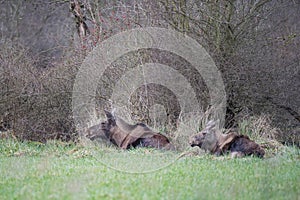 Two elks lying in grass near bushes in winter.