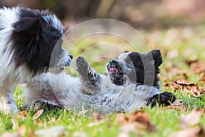Two Elo puppies scuffle outdoors