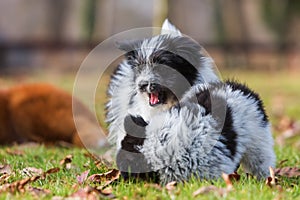 Two Elo puppy siblings scuffle on the grass