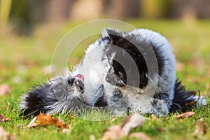 Two Elo puppy siblings scuffle on the grass