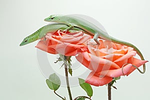 Two Emerald Tree Skink are basking on a wild flowers.