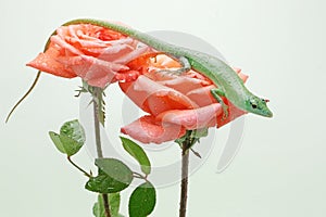 Two Emerald Tree Skink are basking on a wild flowers.