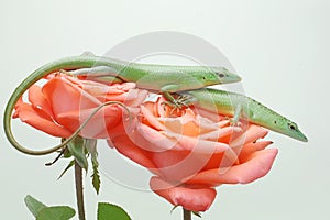 Two Emerald Tree Skink are basking on a wild flowers.