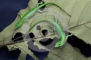 Two emerald tree skinks are lurking prey from behind a leaf shaft.