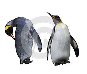 Two Emperator Penguins