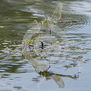 Two emperor dragonflies on the boating lake at southampton common