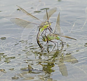 Two emperor dragonflies fighting on the boating lake at southampton common