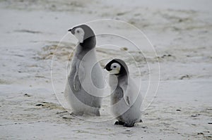 Two Emperor Penguin Chicks