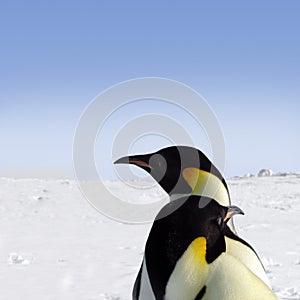 Two emperor penguins